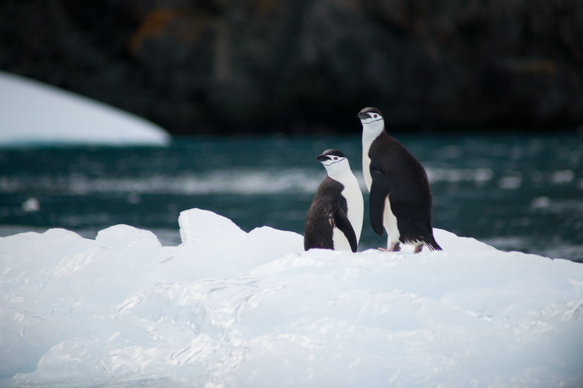 pinguini sul ghiaccio
