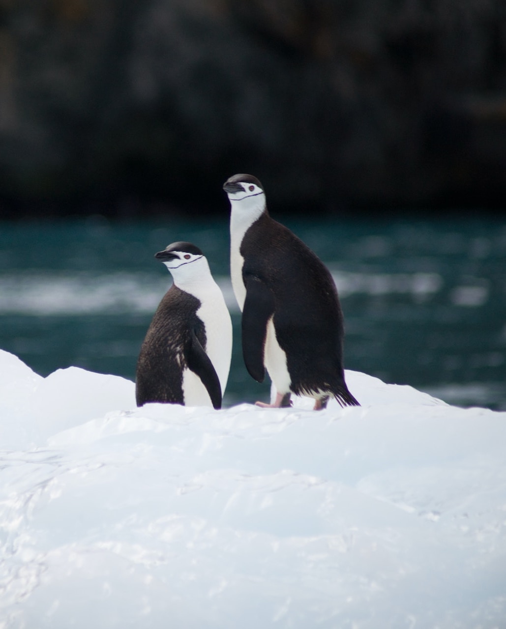 pinguini su ghiaccio