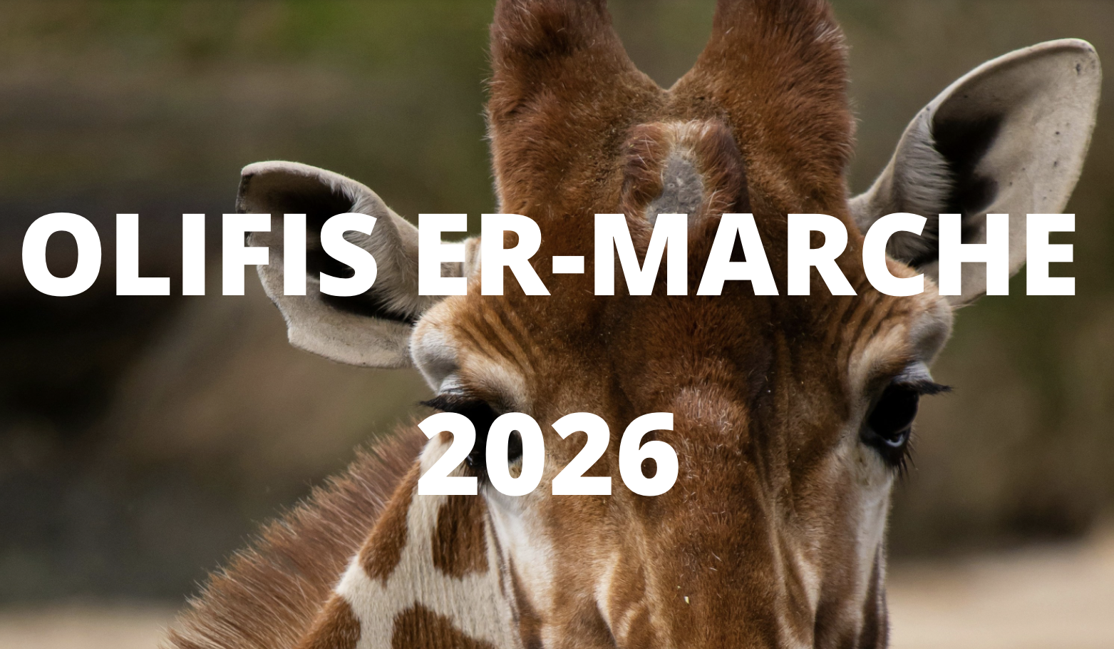 OLIFIS ER Marche 2026